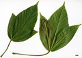 SpeciesSub: subsp. sterculiaceum